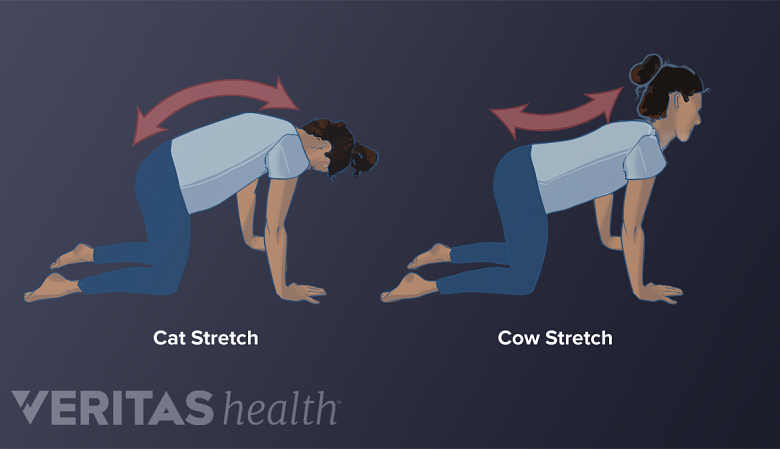 Cat and cow yoga pose for lower back pain